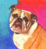 englishbulldog.jpg (48907 bytes)
